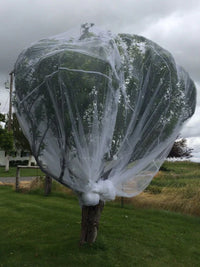 Fruit Fly Insect Protection Net 6m x 10m