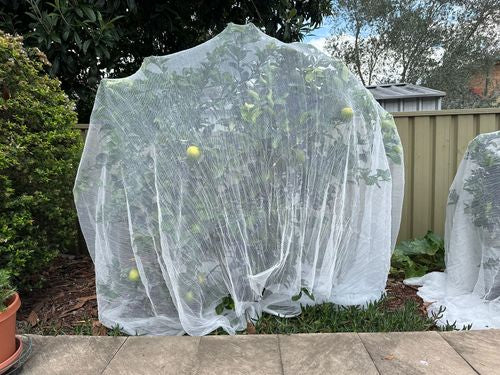 Fruit Fly Insect Protection Net 6m x 10m