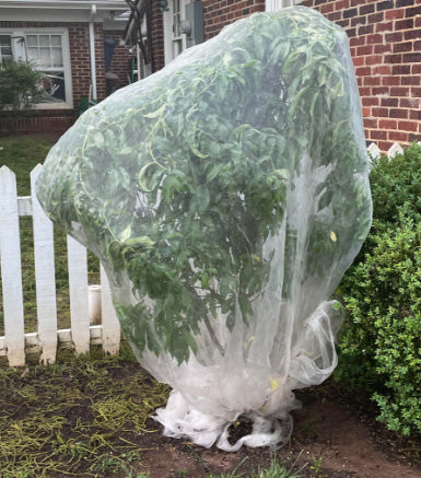 Fruit Fly Insect Protection Net 3m x 5m