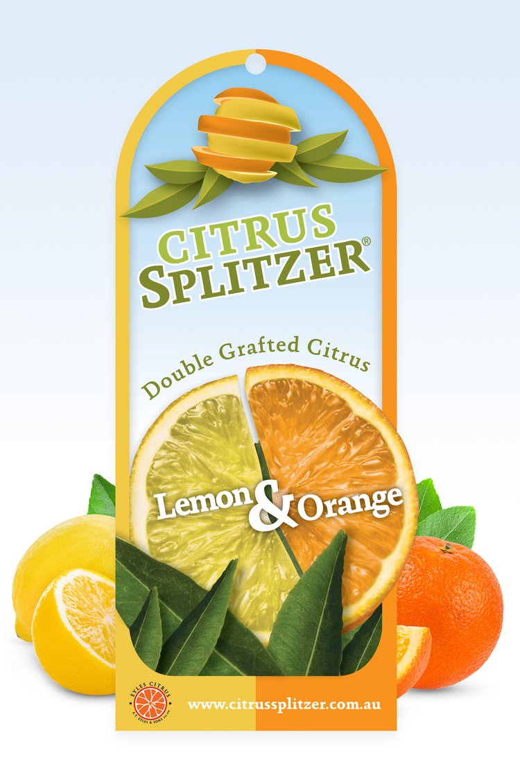 Lemon &amp; Orange Tree