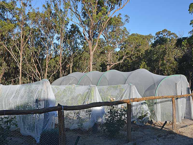 Fruit Fly Insect Protection Net 12m x 10m - Ladybird Nursery