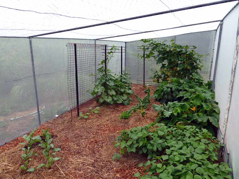 Fruit Fly Insect Protection Net 12m x 10m