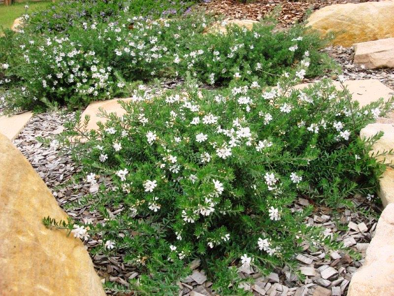 Coastal Rosemary MUNDI™ (Westringia fruticosa) - Ladybird Nursery