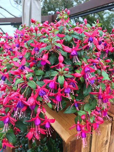 Electric Lights (Fuchsia)