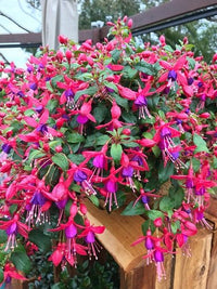 Electric Lights (Fuchsia) - Ladybird Nursery
