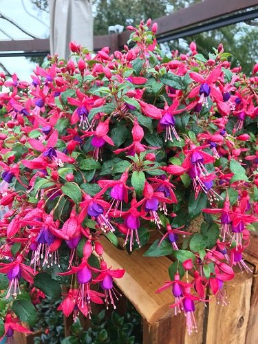 Electric Lights (Fuchsia) - Ladybird Nursery