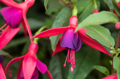 Electric Lights (Fuchsia)