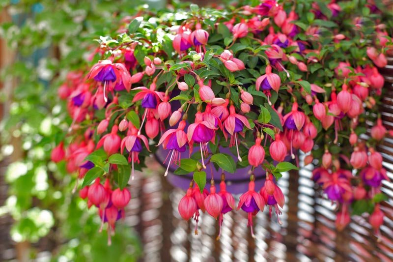 Tropical Fuchsia (Fuchsia hybrid) - Ladybird Nursery