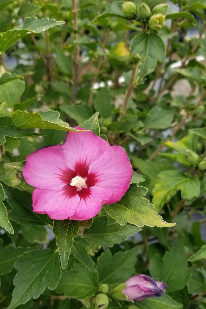 Hibiscus Petite Pink - Ladybird Nursery