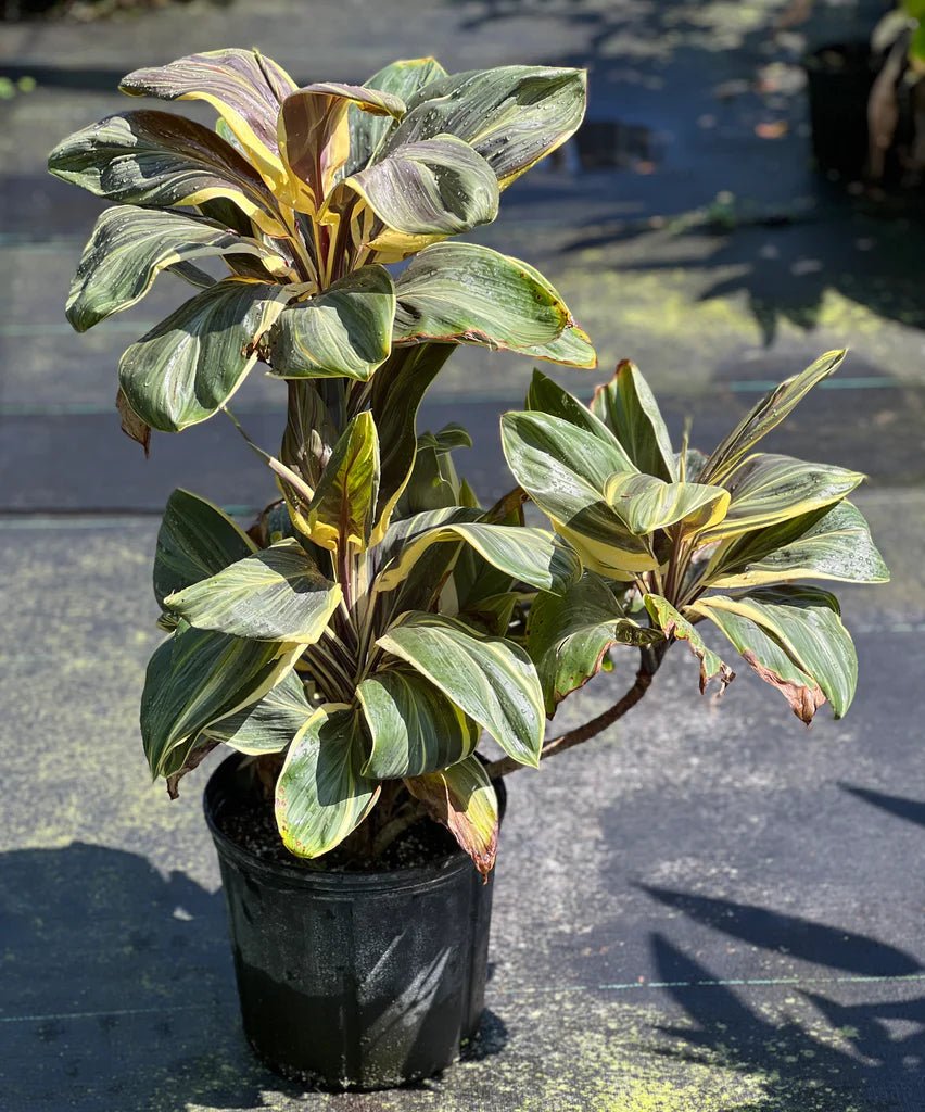 Cordyline 'Miss Andrea' (Cordyline fruticosa) - Ladybird Nursery