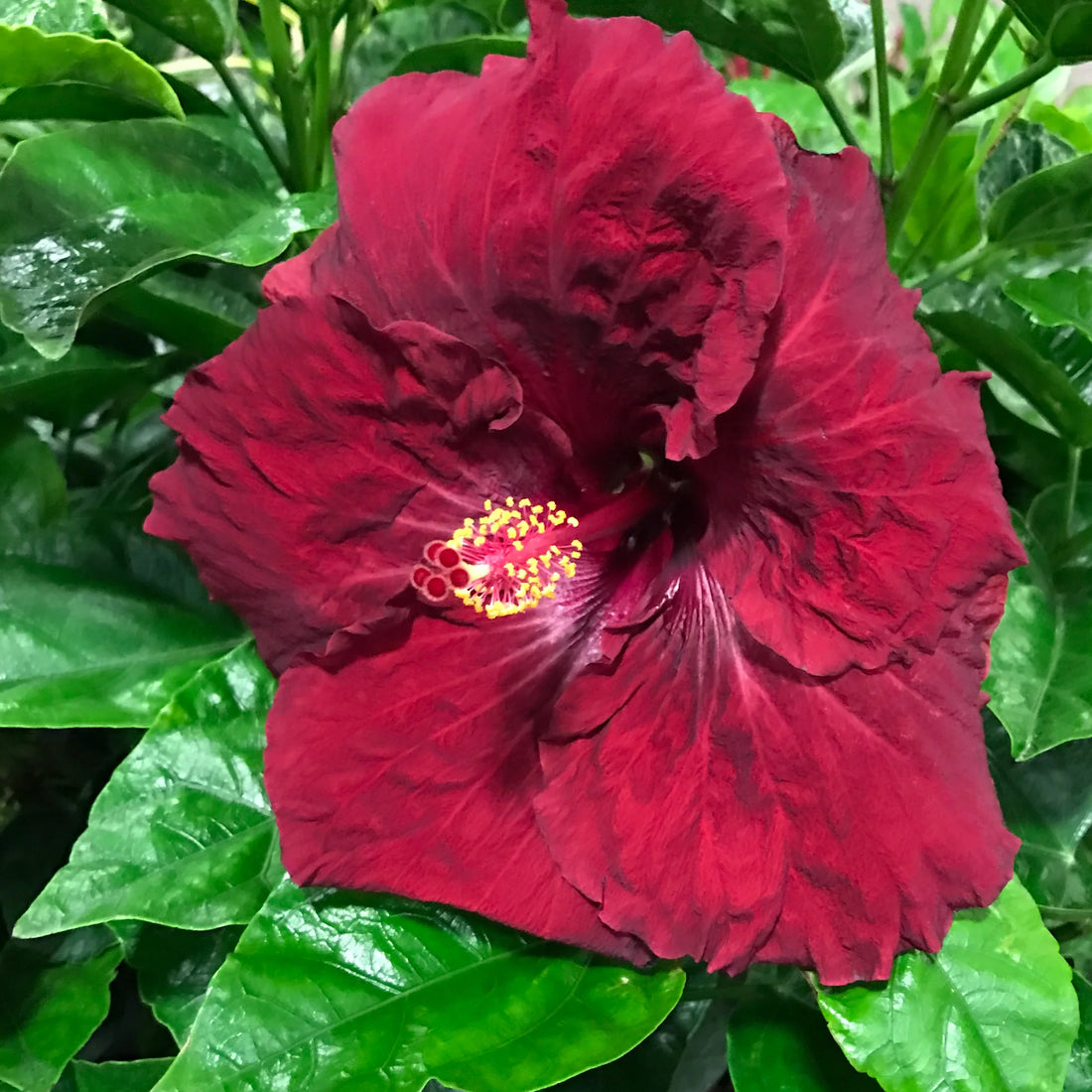 Hibiscus Rio Clara Ruby Red - Ladybird Nursery