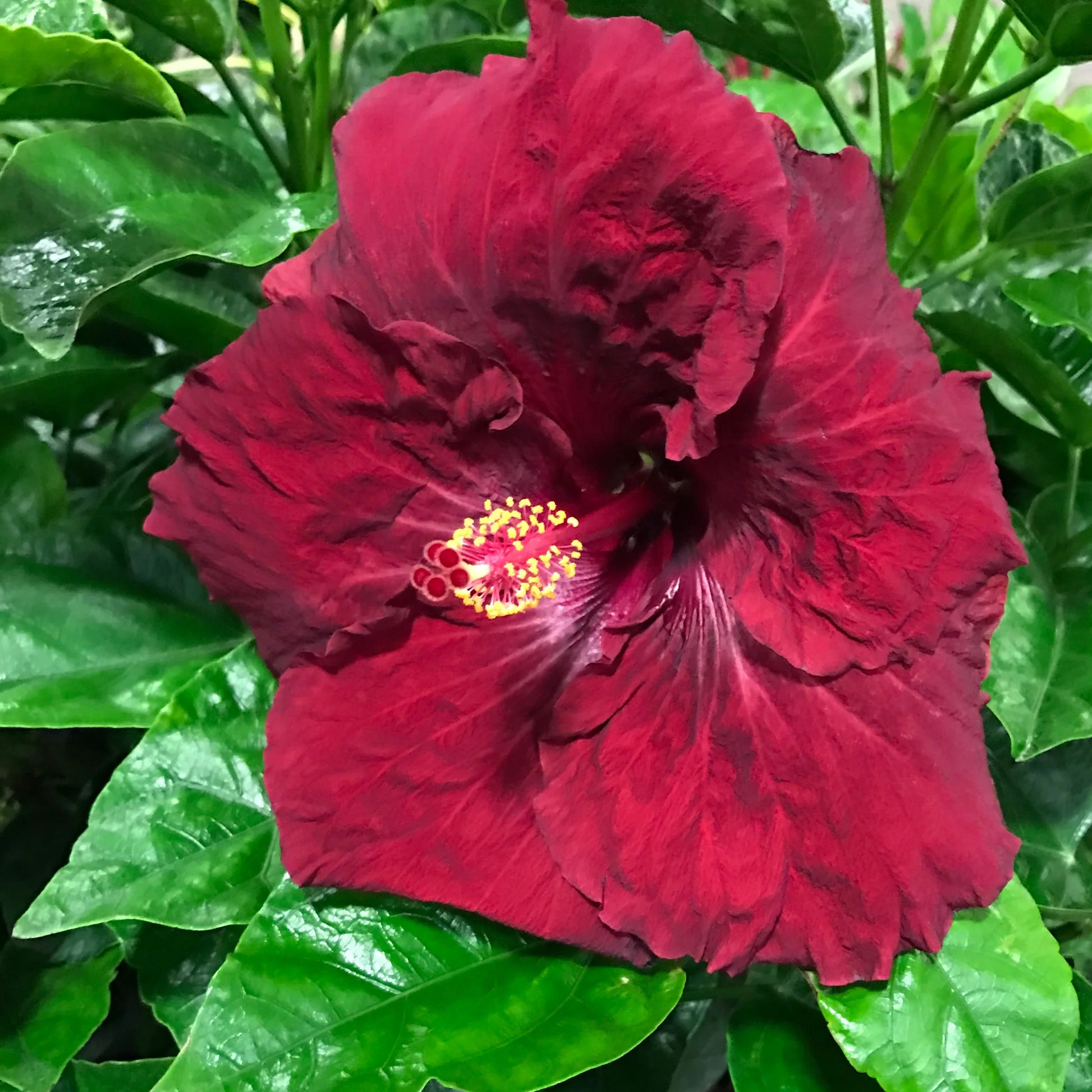 Hibiscus Rio Clara Ruby Red - Ladybird Nursery