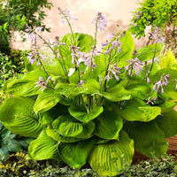 Plantain Lily Sum and Substance (Hosta ) - Ladybird Nursery