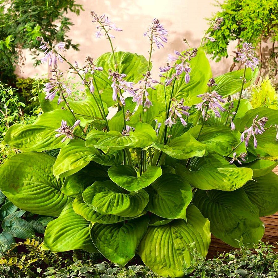 Plantain Lily Sum and Substance (Hosta ) - Ladybird Nursery