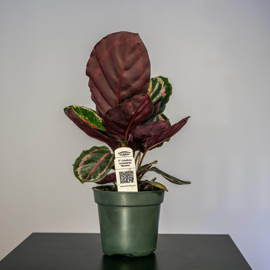 Prayer Plant Illustris (Calathea roseopicta) - Ladybird Nursery