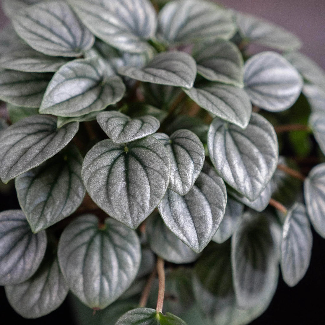 Peperomia Moonlight Ripple (Peperomia caperata) - Ladybird Nursery