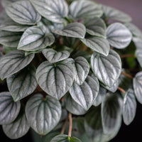 Peperomia Moonlight Ripple (Peperomia caperata)