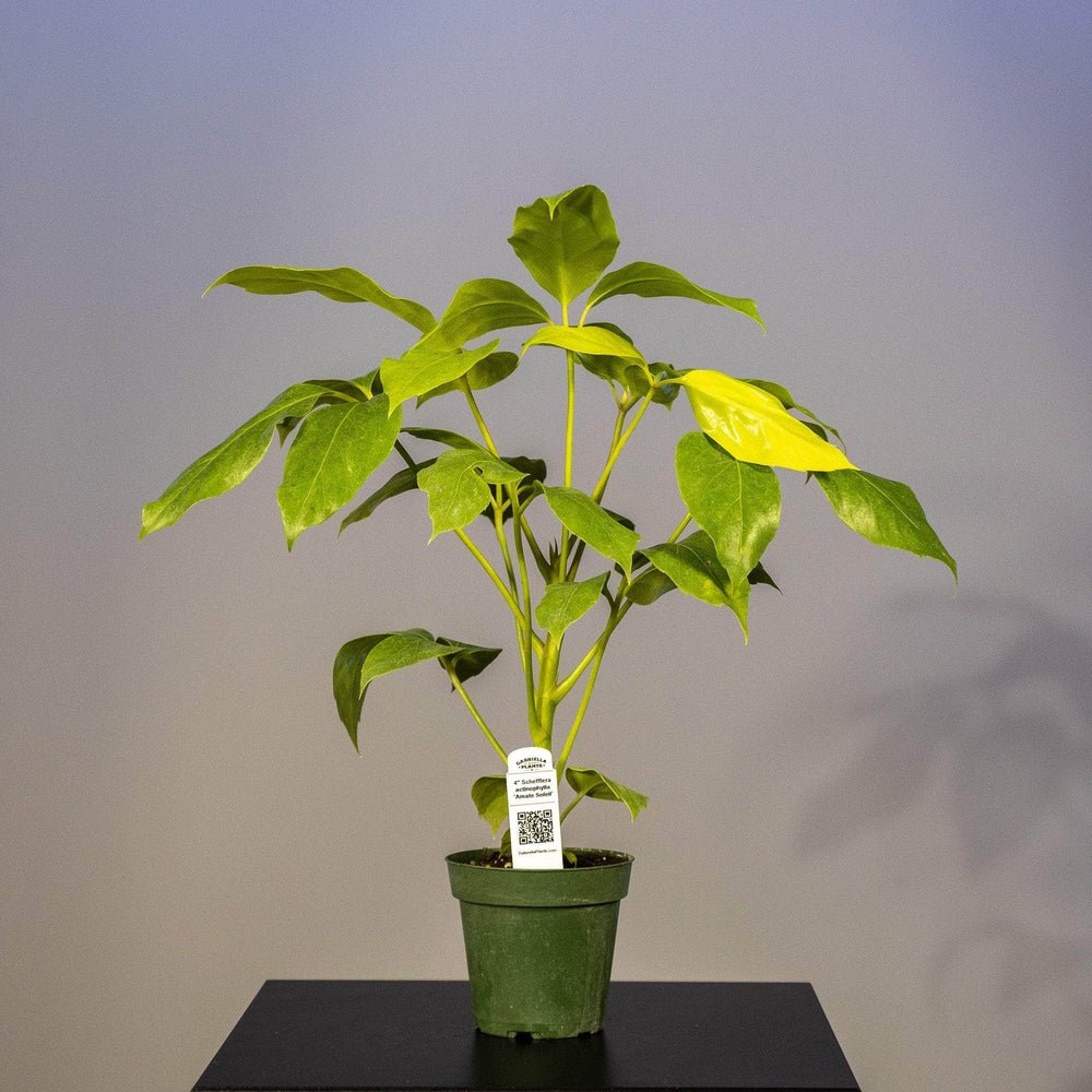 Umbrella Tree Amate Soleil (Schefflera actinophylla) - Ladybird Nursery