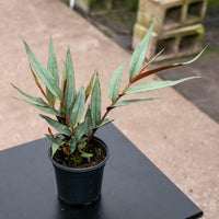 Red Rubin Ginger (Alpinia luteocarpa) - Ladybird Nursery