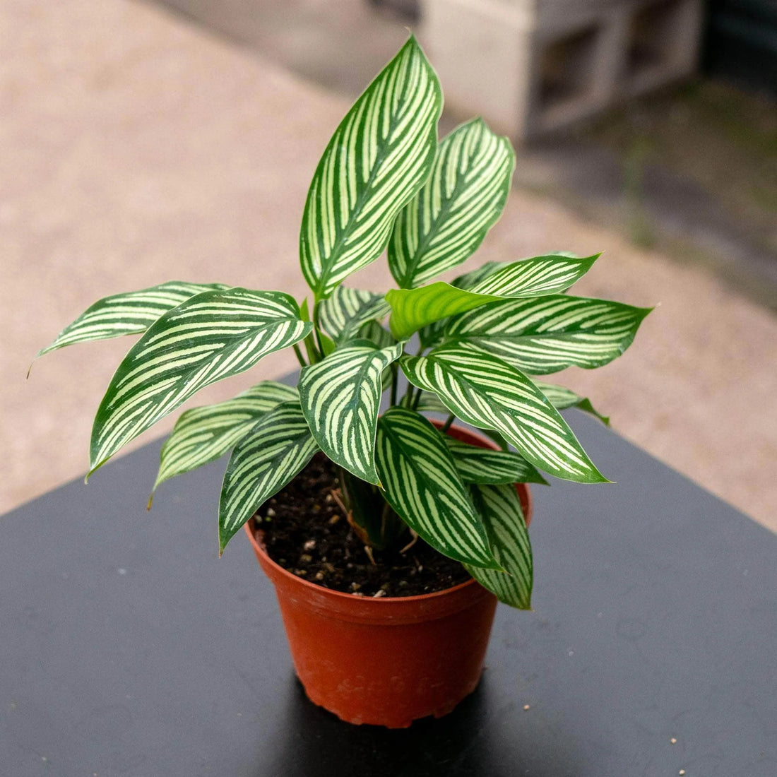 Prayer Plant Vitata (Calathea elliptica) - Ladybird Nursery