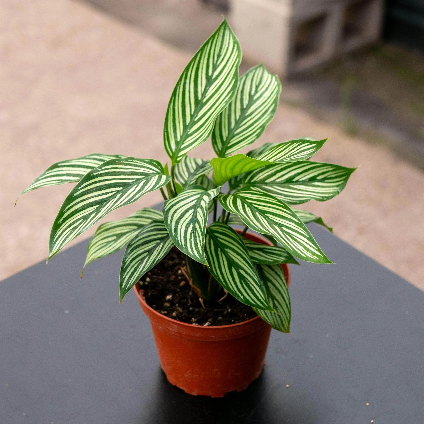 Prayer Plant Vitata (Calathea elliptica)