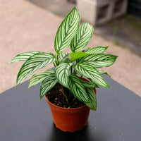 Prayer Plant Vitata (Calathea elliptica)