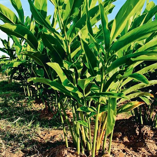 Galangal - Ladybird Nursery