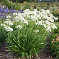 Agapanthus spp. White