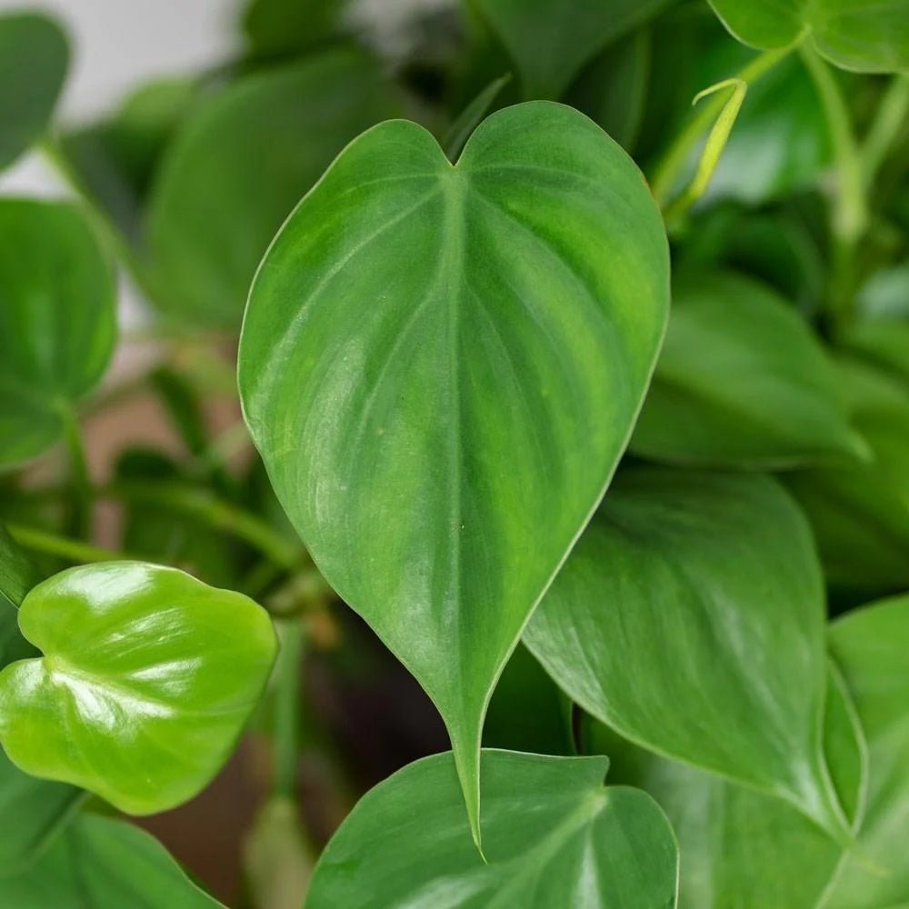 Philodendron Heartleaf (Philodendron cordatum) - Ladybird Nursery