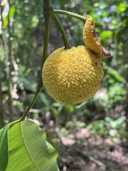 Garcinia Madruno Lemondrop - Ladybird Nursery