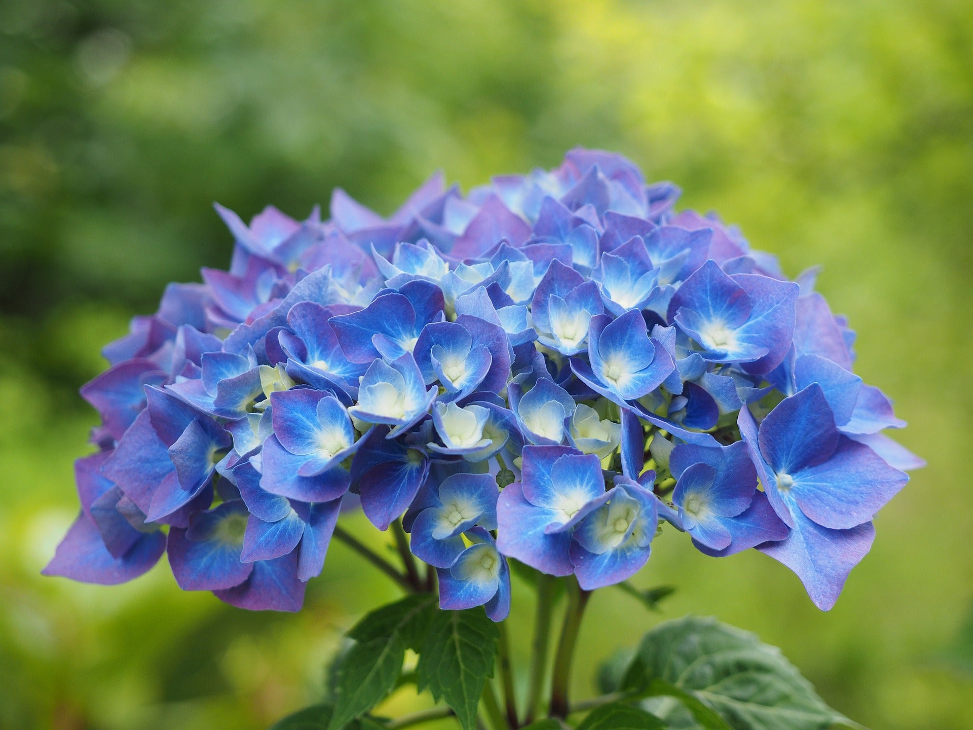 Bigleaf Hydrangea (Hydrangea macrophylla) - Ladybird Nursery