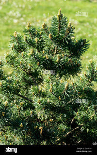 Scots Pine (Pinus sylvestris saxatilis)
