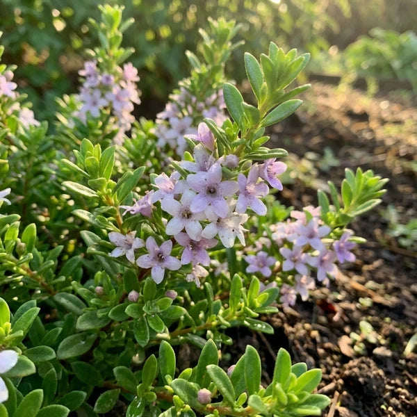 (Myoporum) 'Garden Armour'