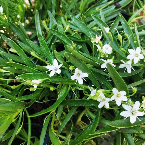 Myoporum 'Garden Armour' - Ladybird Nursery