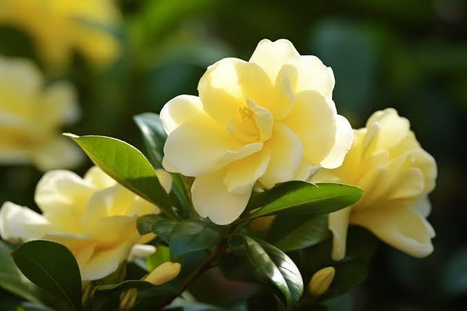 Gardenia ‘Golden Magic’ - Ladybird Nursery