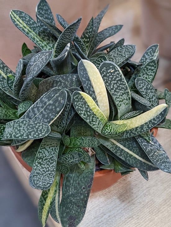 Cow Tongue Cactus Lots of Spots (Gasteria)