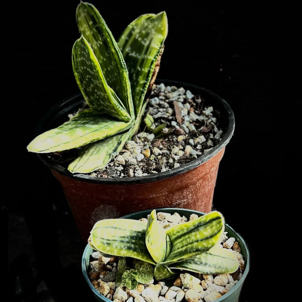 Cow Tongue Cactus (Gasteria variegata)
