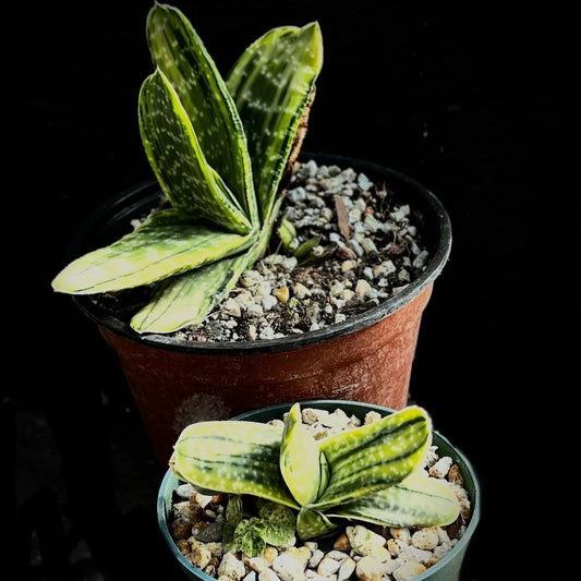 Cow Tongue Cactus (Gasteria variegata)