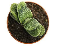 Haworthia Warty (Haworthia little) - Ladybird Nursery