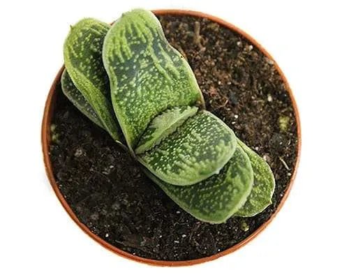 Haworthia Warty (Haworthia little) - Ladybird Nursery