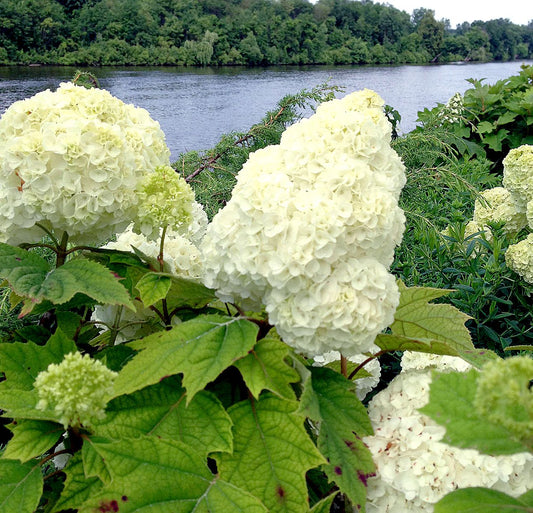 Hydrangea White (Hydrangea spp.)