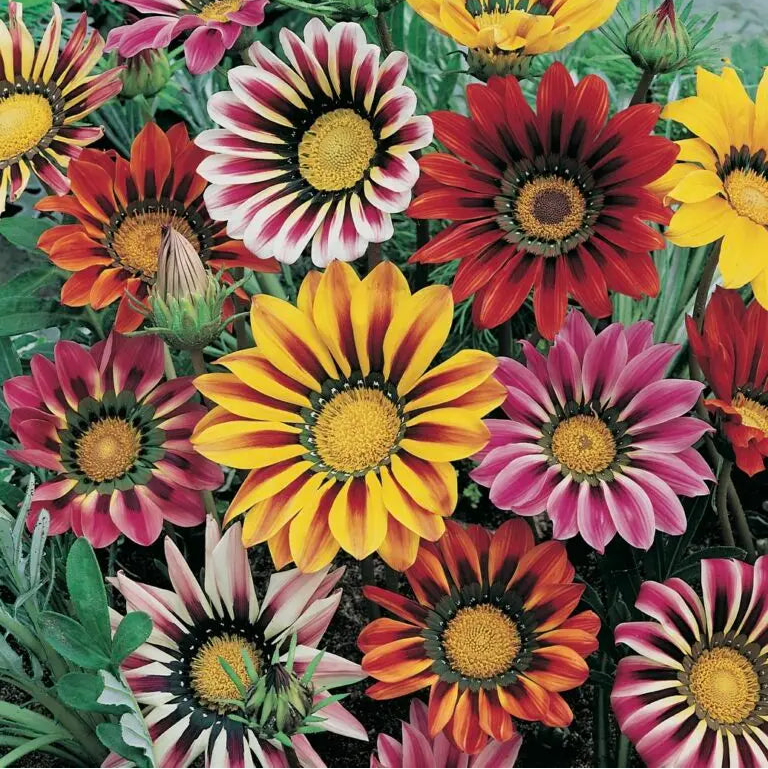 Gazania Green Leaf (PICK UP ONLY)