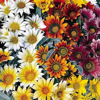 Gazania Rigens 'Talent Mix' - Ladybird Nursery