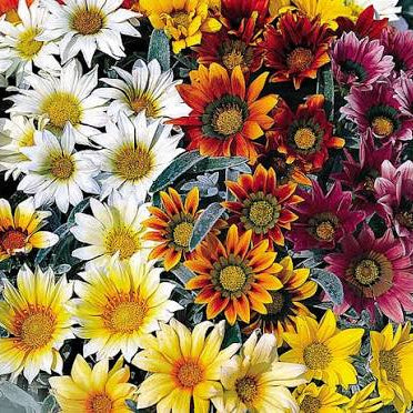 Gazania Rigens 'Talent Mix' - Ladybird Nursery