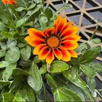 Gazania Green Leaf (PICK UP ONLY)