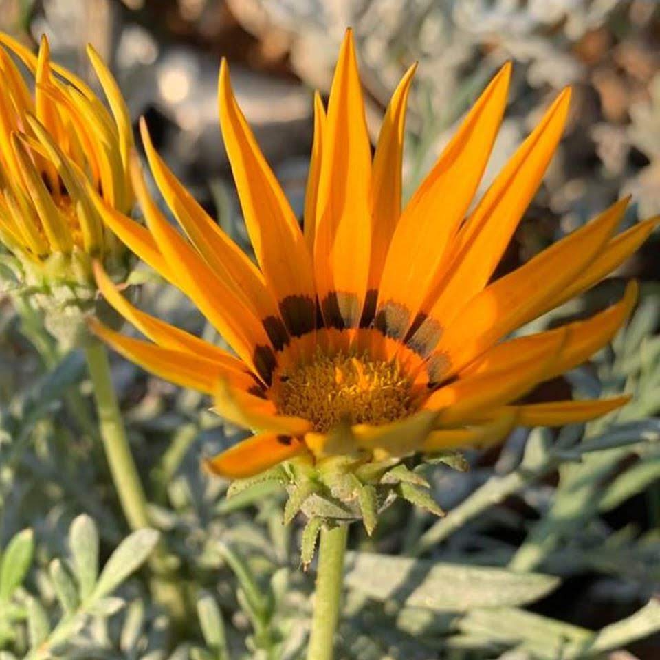 Gazania Silver Leaf Mix - 4cell pot (PICK UP ONLY) - Ladybird Nursery