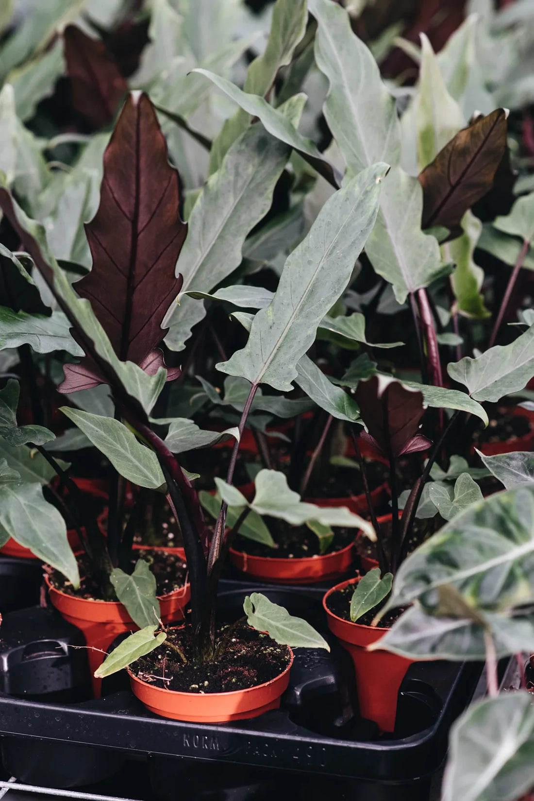 Purple Sword (Alocasia lauterbachiana) - Ladybird Nursery