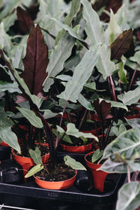 Purple Sword (Alocasia lauterbachiana)