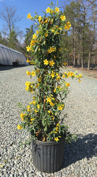 Carolina Jessamine (Gelsemium sempervirens) - Ladybird Nursery