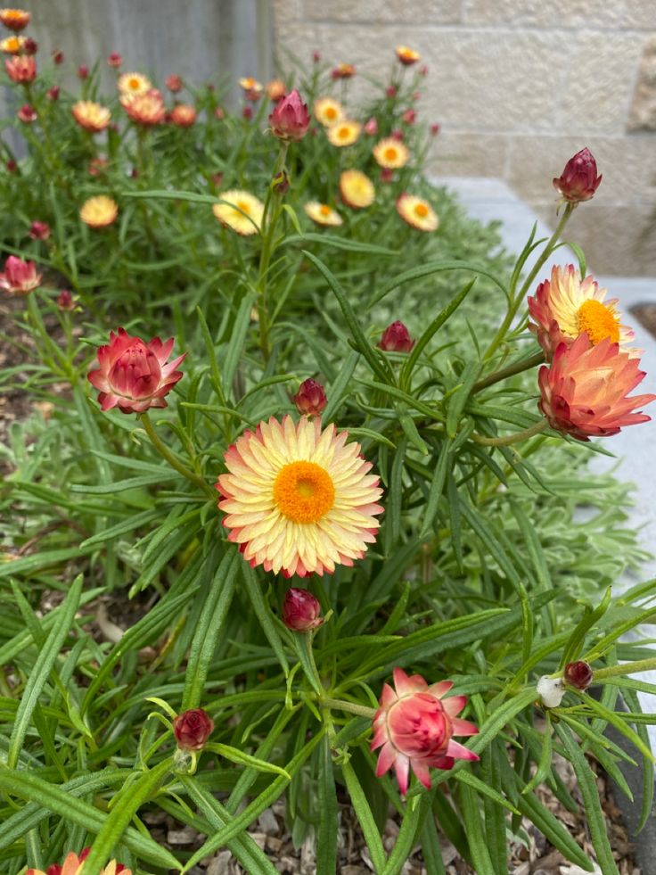 Paper Daisy Kimba Gem (Bracteantha bracteata)